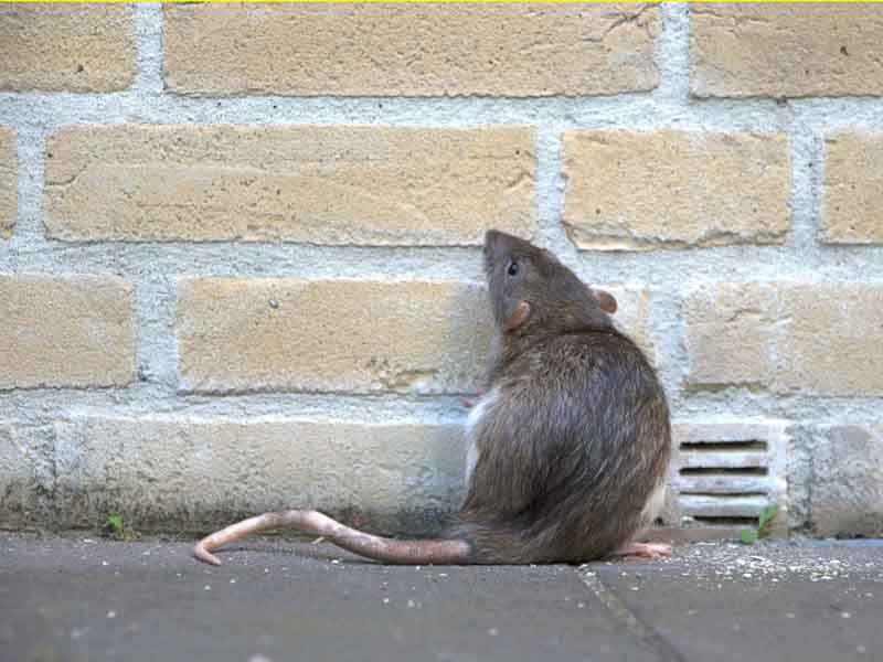 Schädlingsbekämpfung Münster - Schadnager Schädlingsbekämpfung Münster - Schadnager