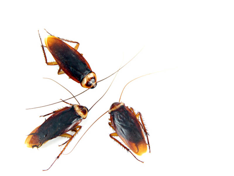 Schaedlingsbekaempfung Schaedlingsbekaempfung