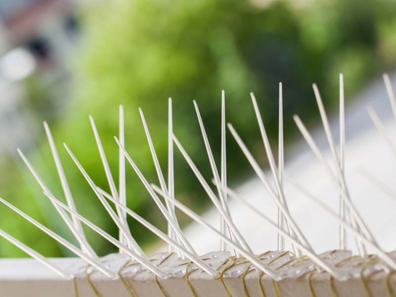 Taubenabwehr Taubenabwehr